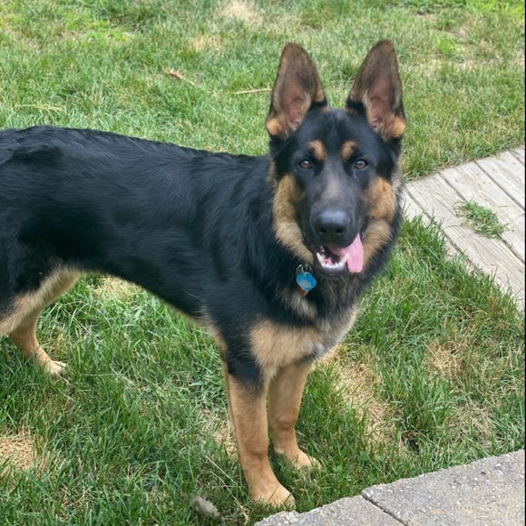 Meet your Posher Merlin aka Cheryl - Picture 9 of 12